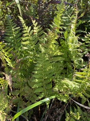 Athyrium yokoscense
