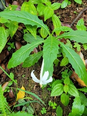 Hippobroma longiflora