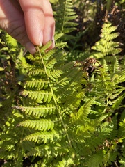 Athyrium yokoscense
