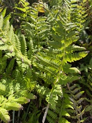 Athyrium yokoscense