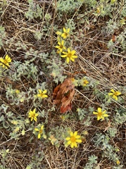 Heterotheca sessiliflora