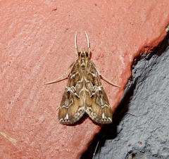 Nausinoe
