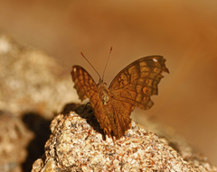 Junonia hedonia