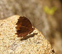 Junonia hedonia