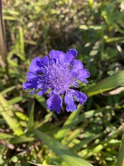 Scabiosa lachnophylla