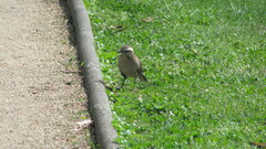 Mimus thenca