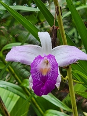 Arundina graminifolia