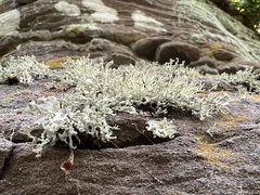 Ramalina americana