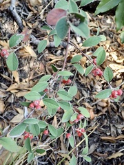Cotoneaster pannosus