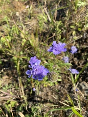 Scabiosa lachnophylla