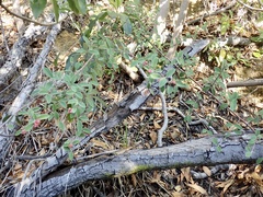 Cotoneaster pannosus
