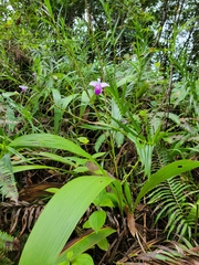 Arundina graminifolia