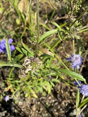 Scabiosa lachnophylla