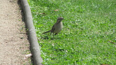 Mimus thenca