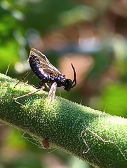 Symphyta