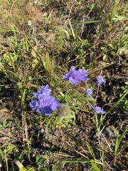 Scabiosa lachnophylla