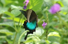 Papilio buddha