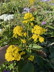 Patrinia scabiosifolia