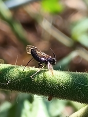 Symphyta