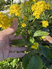 Patrinia scabiosifolia