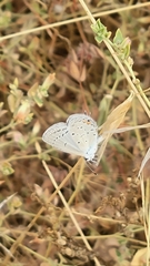 Cupido amyntula