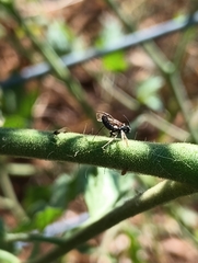 Symphyta