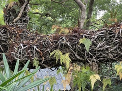 Davallia griffithiana