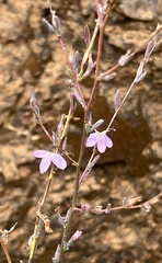 Stephanomeria virgata