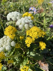 Patrinia scabiosifolia