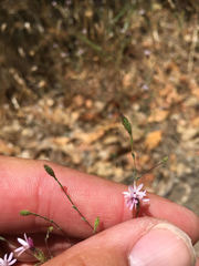 Lessingia micradenia