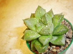 Haworthia cymbiformis