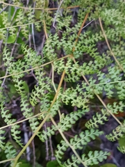 Odontosoria aculeata