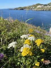 Patrinia scabiosifolia