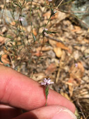 Lessingia micradenia