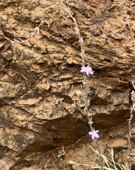 Stephanomeria virgata