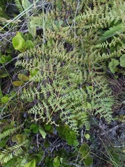 Odontosoria aculeata