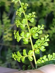 Odontosoria aculeata