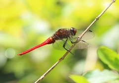 Orthetrum chrysis