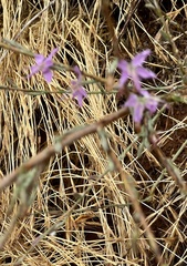 Stephanomeria virgata