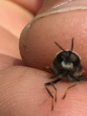 Stratiomys singularior