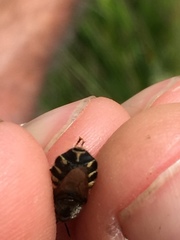 Stratiomys singularior