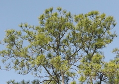 Pinus caribaea