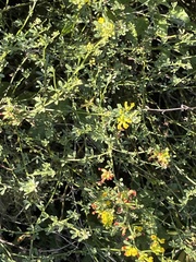 Acmispon glaber glaber