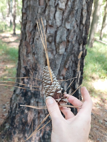 Pinus taeda