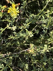 Acmispon glaber glaber