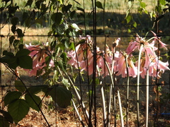 Amaryllis belladonna