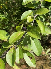 Sideroxylon lycioides