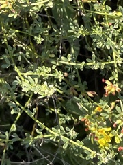 Acmispon glaber glaber