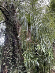 Freycinetia banksii