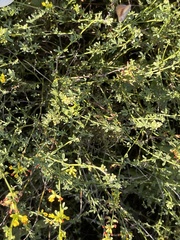 Acmispon glaber glaber